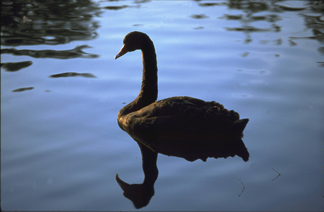 Goose floating on the water, 1999 (photo)