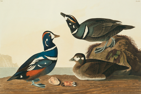 Histrionicus histrionicus, harlequin duck, Plate 297 from John James Audubon's Birds of America, original double elephant folio, 1827-30 (hand-coloured aquatint)