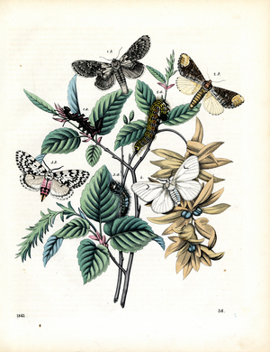 Moths and Development Stages on Branches (hand-coloured engraving)