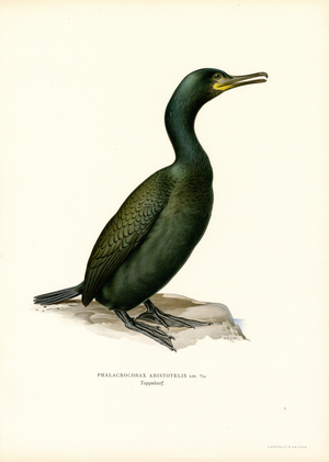 Shag (colour litho)
