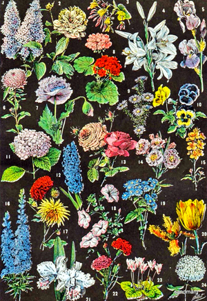 Illustration of garden flowers c.1923 (litho)