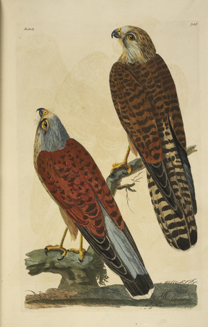 Kestrels