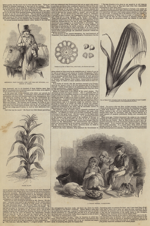 Food in Ireland (engraving)