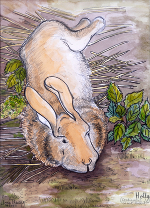 Holly, the Giant Continental Rabbit, 2002 (pencil and watercolour)