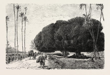 Palm And Sycamore, Thinnest And Thickest of the Trees of the Nile Valley. Egypt, Engraving 1879