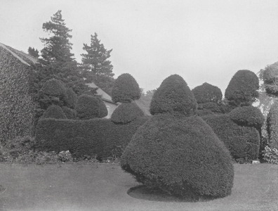 Topiary at Fulford Hall, Yorkshire (b/w photo)