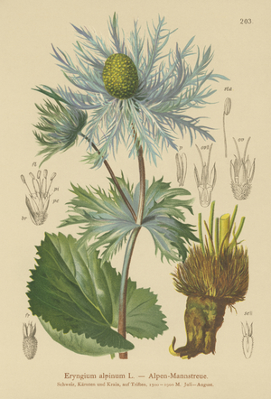 Alpine Sea Holly (Eryngium alpinum) (colour litho)