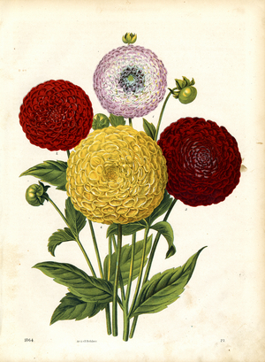 Magnificent Dahlia Blooms in Various Colors (hand-coloured litho)