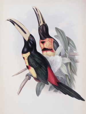 Red-rumped Aracari (Toucan) (lithograph)