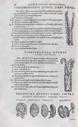 Anatomical illustration