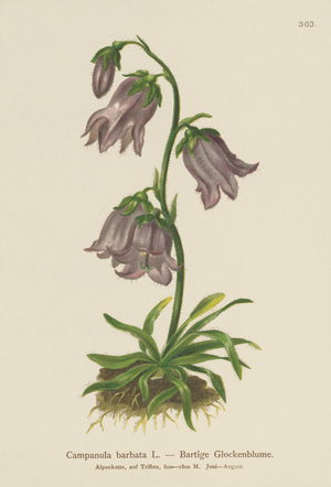 Bearded Bellflower (Campanula barbata) (colour litho)