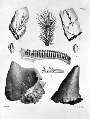 Plate 20. Mantell's 'Geology of Sussex'