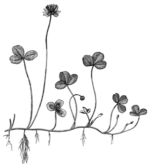 White Clover