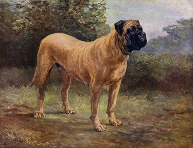 Mastiff Bitch Champion Elgiva, KCSB 1363 A (colour litho)