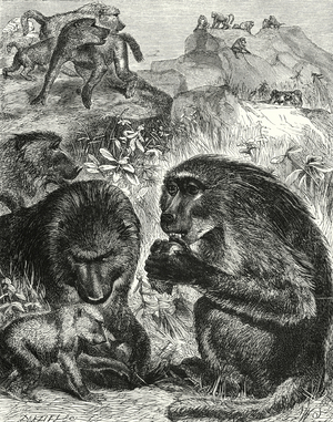Grroup of Chacmas (engraving)