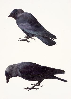 Two studies of a jackdaw (oil on paper)