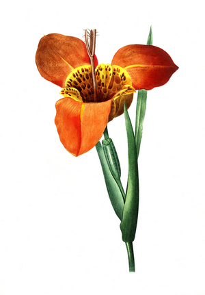 Real tiger flower pavonia, also tiger lily or tiger-flower (Tigridia)