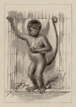 The negro-monkey (engraving)