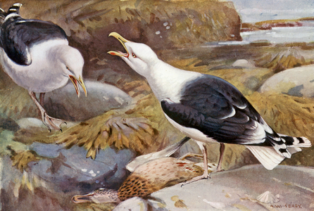 Great blackbacked-gulls (colour litho)