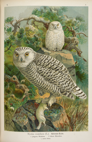 Nyctea scandiaca. Schnee-Eule. snowy owl.