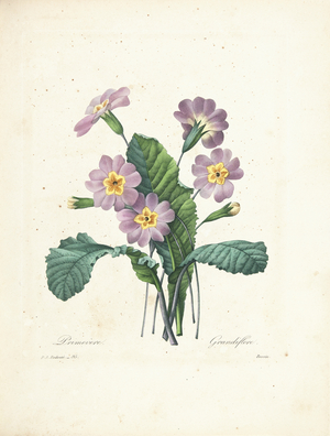 Primrose, engraved by Bessin, from 'Choix des Plus Belles Fleurs et des Plus Beaux Fruits', Vol. II, 1827-33 (coloured engraving)