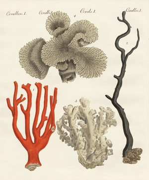 Corals (coloured engraving)