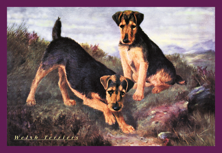 Two Welsh Terriers (print)