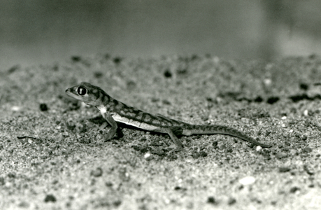 A Namib sand gecko/Web-footed gecko standing on sand, London Zoo, September 1928 (b/w photo)