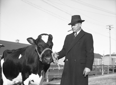 Howard Hayes and Cow (b/w photo)