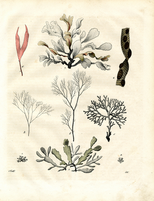 Various Seaweeds (hand-coloured engraving)