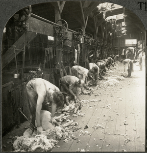 Shearing Sheep with Power Driven Shears, Kirkland, Illinois, Single Image of Stereo Card, circa 1917 (b/w photo)