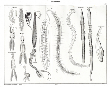 Various flatworms and annelids (print)
