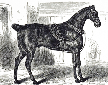 An engraving depicting a horse dressed for a rider, 19th century