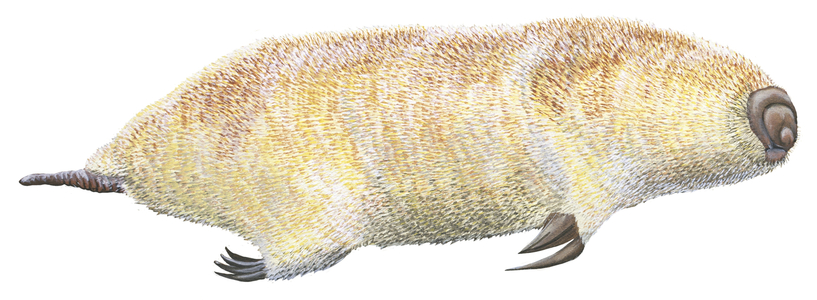 Marsupial mole