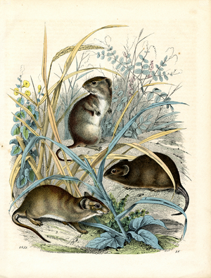 Various Rodents in their Natural Habitat (hand-coloured litho)