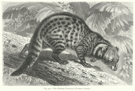 The African Civet-Cat (Viverra Civetta) (engraving)