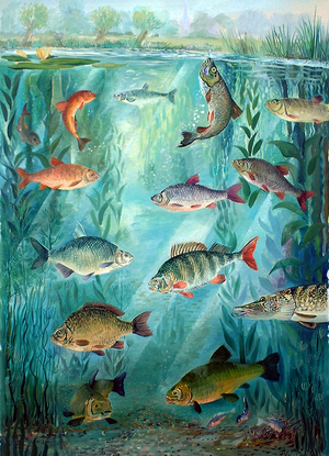 Freshwater Fish, 2010 (oil on canvas)