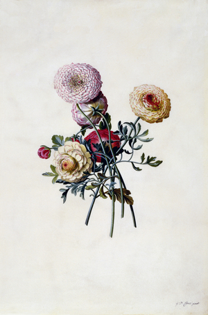 Mixed Ranunculas, c.1743 (hand-coloured engraving)