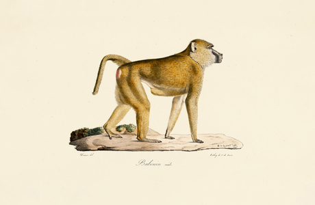 Olive Baboon (male), 1824 (hand-coloured litho)