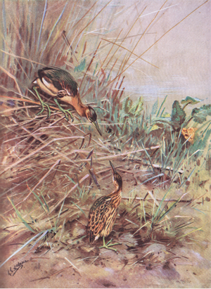 Little Bittern (litho)