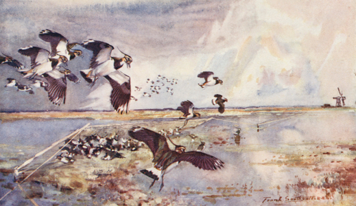 Wild Life in East Anglia: Plover-Netting (colour litho)