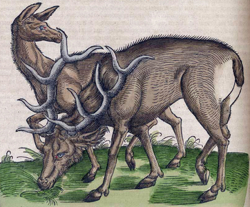 Medici Tigurini Historiae animalium