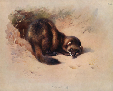 Polecat (colour litho)