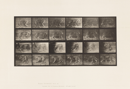 Plate 731. Jaquar; A, Walking; B, Turning Around, 1885 (collotype on paper)