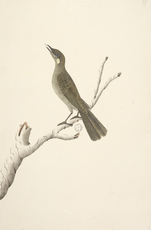 Page 68. Natural size, August Lewin Honeyeater Meliphaga Lewinii, 1791-92 (w/c)