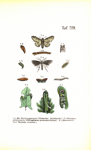 Developmental cycle of butterflies with harmful effects, 1850 (lithography)