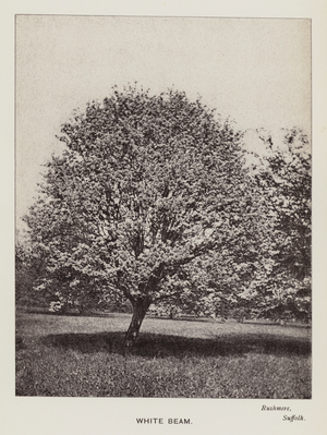 British Trees: White Beam, Rushmere, Suffolk (b/w photo)