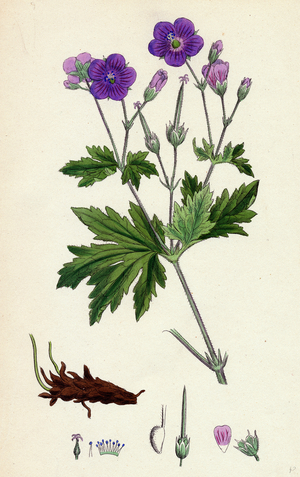 Geranium Sylvaticum Wood Crane's-Bill