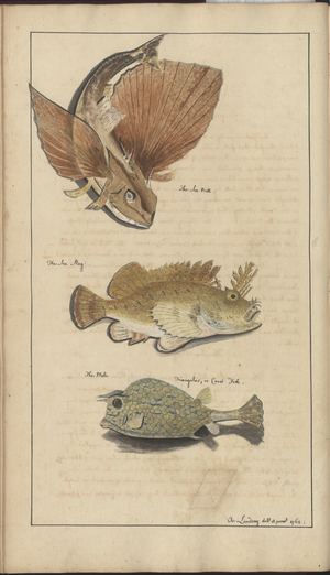 Lindsay Drawings Vol. VII, 15, 1760-1780s (w/c on paper)