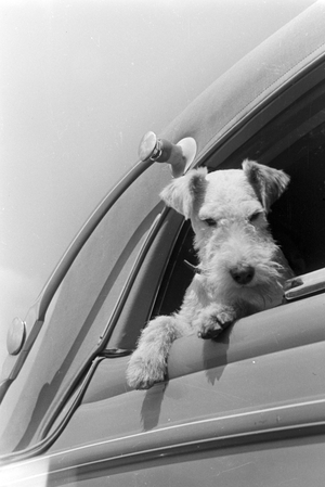 Vacation by car and with the dog, Germany 1930s (b/w photo)